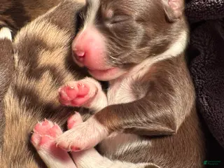 Mixed Breed dogs for sale: Australian Mountain Doodle Fern - Ad 2