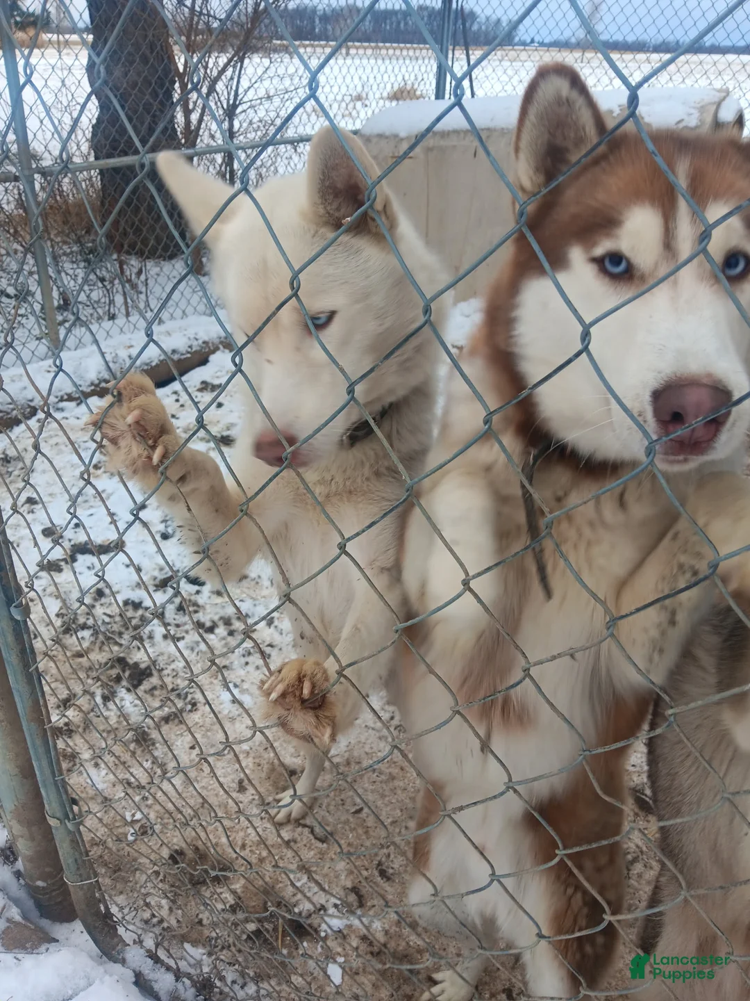 Alaskan Husky dogs for sale: Siberian Husky Puppy 1 - Ad 3
