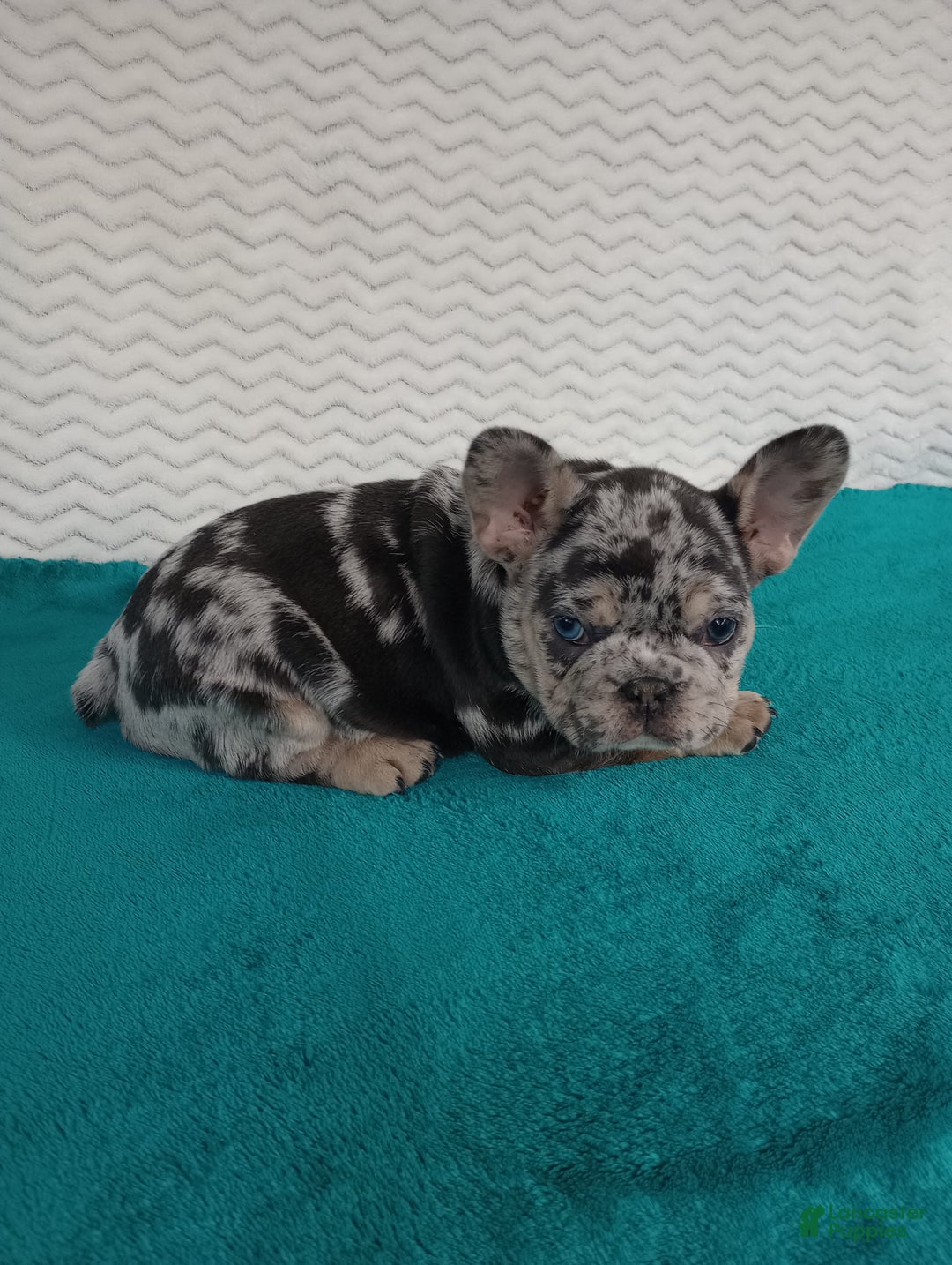 French Bulldog dogs for sale: Hudson  - Ad 4
