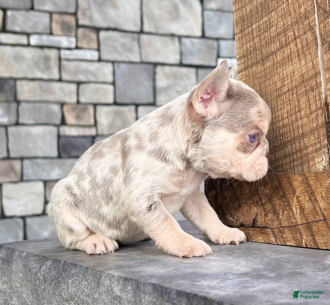 French Bulldog dogs for sale: Bliss - Ad 3