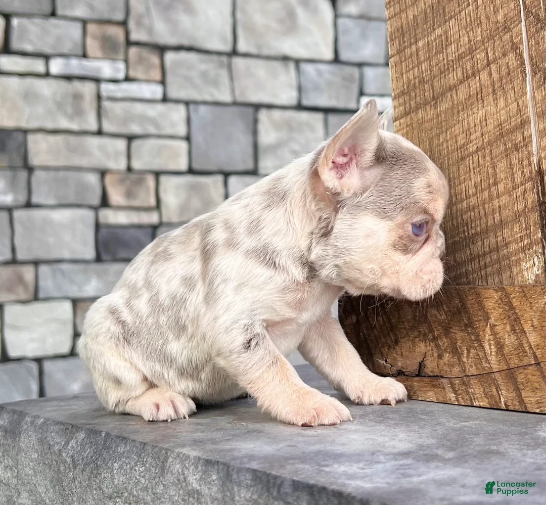 French Bulldog dogs for sale: Bliss - Ad 3