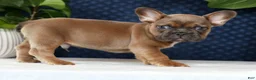 French Bulldog dogs for sale: Hank - Ad 4