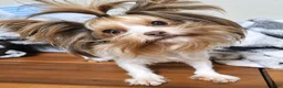 Yorkshire Terrier dogs for sale: Yorkshire Terrier 1 - Ad 3