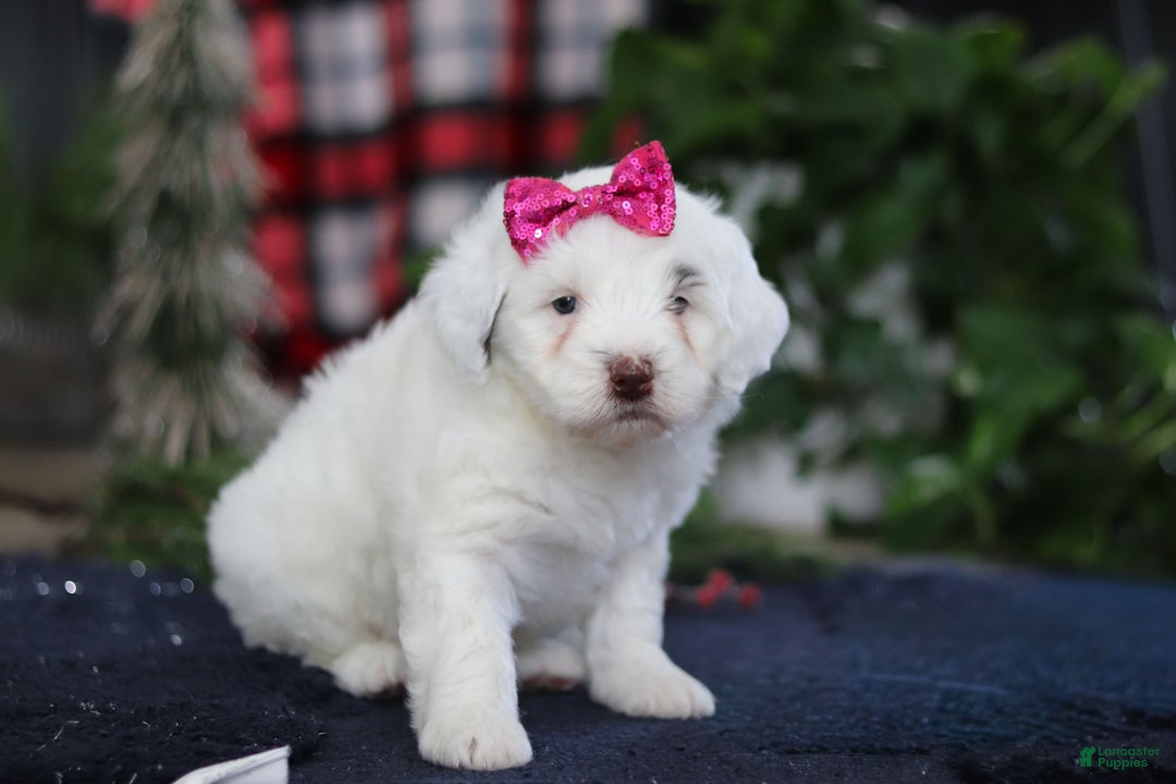 Portuguese Water Dog dogs for sale: Lucie - Ad 7