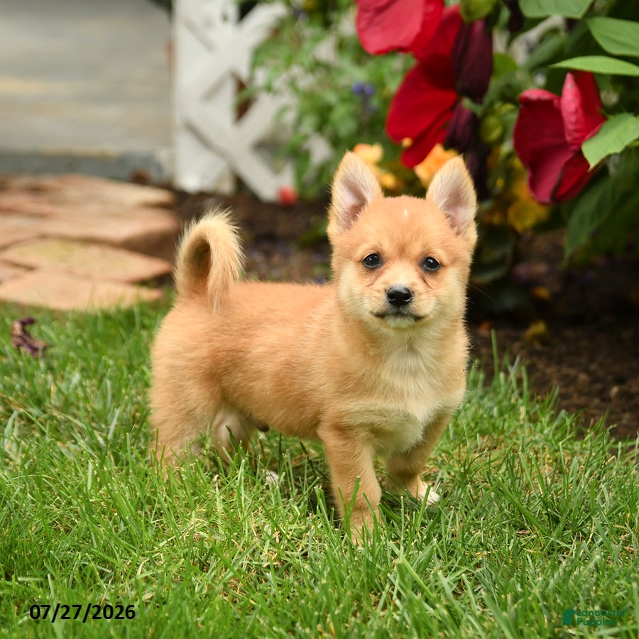 Mixed Breed dogs Shannon - Ad 1
