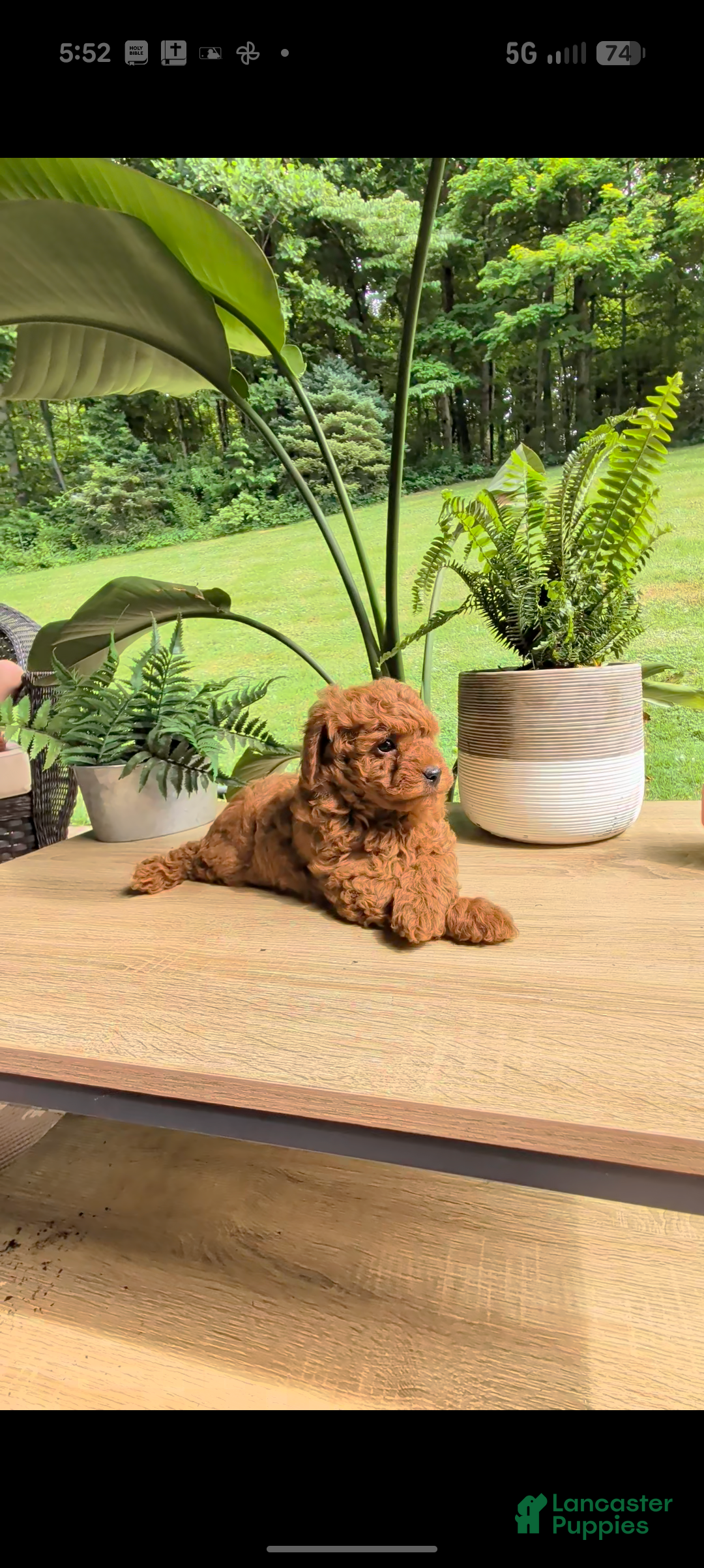 Miniature Poodle dogs Buddy - Ad 1
