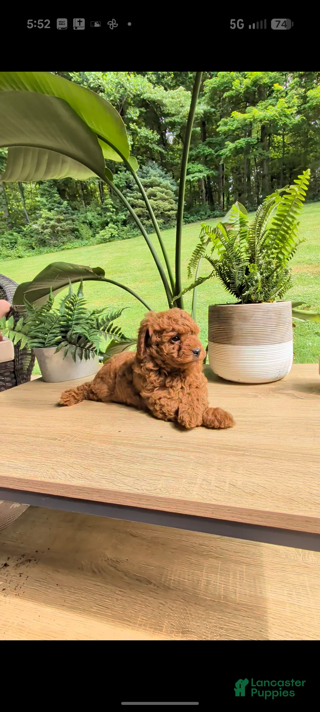 Miniature Poodle dogs for sale: Buddy - Ad 1