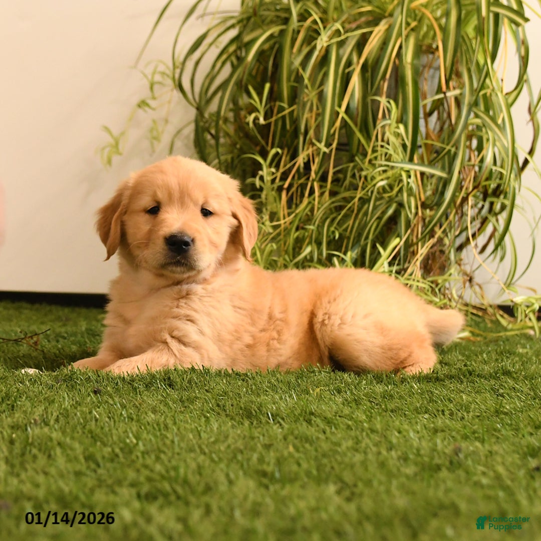 Golden Retriever dogs for sale: Marley - Ad 2
