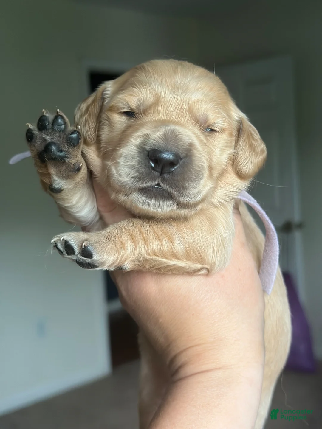 Golden Retriever dogs for sale: Penne - Ad 1