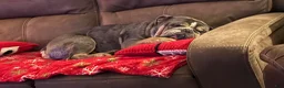 Olde English Bulldogge dogs for stud: Murphy - Ad 2