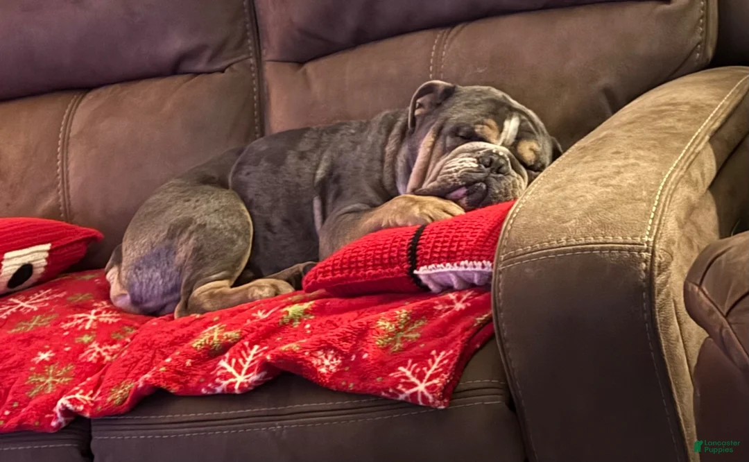 Olde English Bulldogge dogs for stud: Murphy - Ad 2