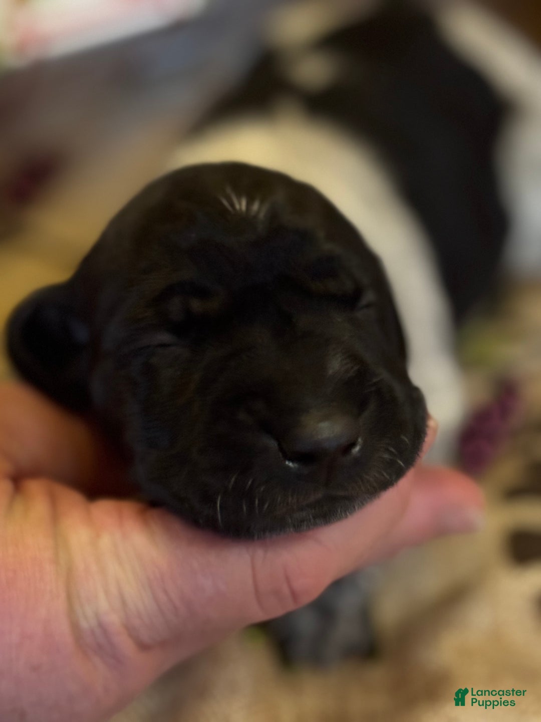 German Shorthaired Pointer dogs for sale: German Shorthaired Pointer Puppy 1 - Ad 6