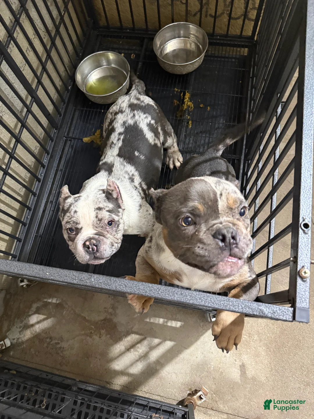 Mixed Breed dogs for sale: Mixed Breed Puppy 2 - Ad 3