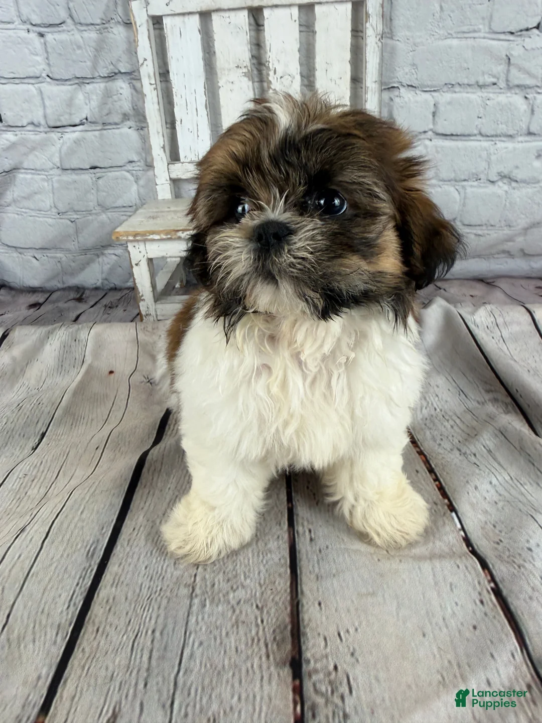Shih Tzu dogs for sale: Clarice - Ad 14