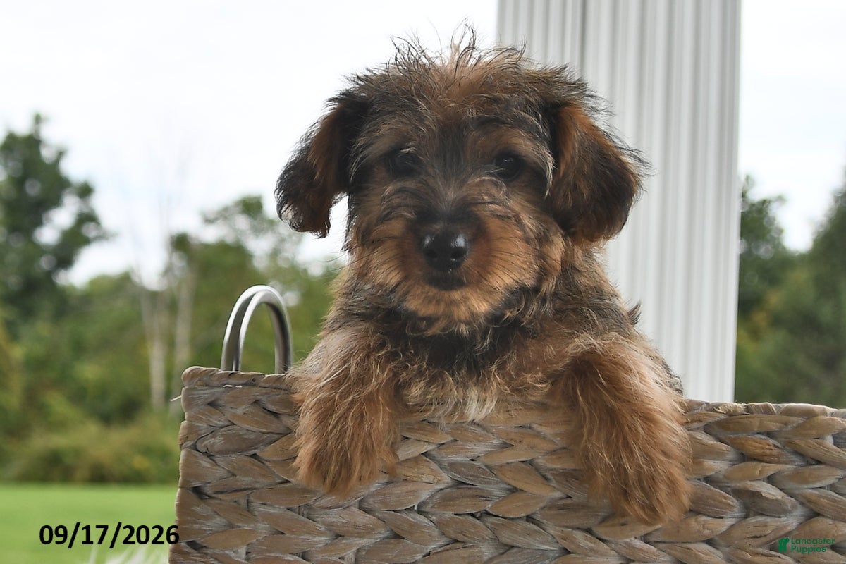 Morkie dogs Peanut  - Ad 2