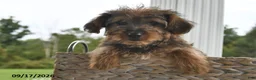 Morkie dogs for sale: Peanut  - Ad 2