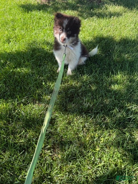 Pomsky dogs Batman - Ad 5