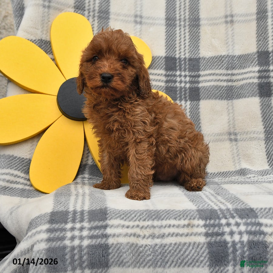 Miniature Poodle dogs Jasper - Ad 23