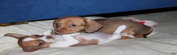 Mixed Breed dogs for sale: Oliver - Ad 7