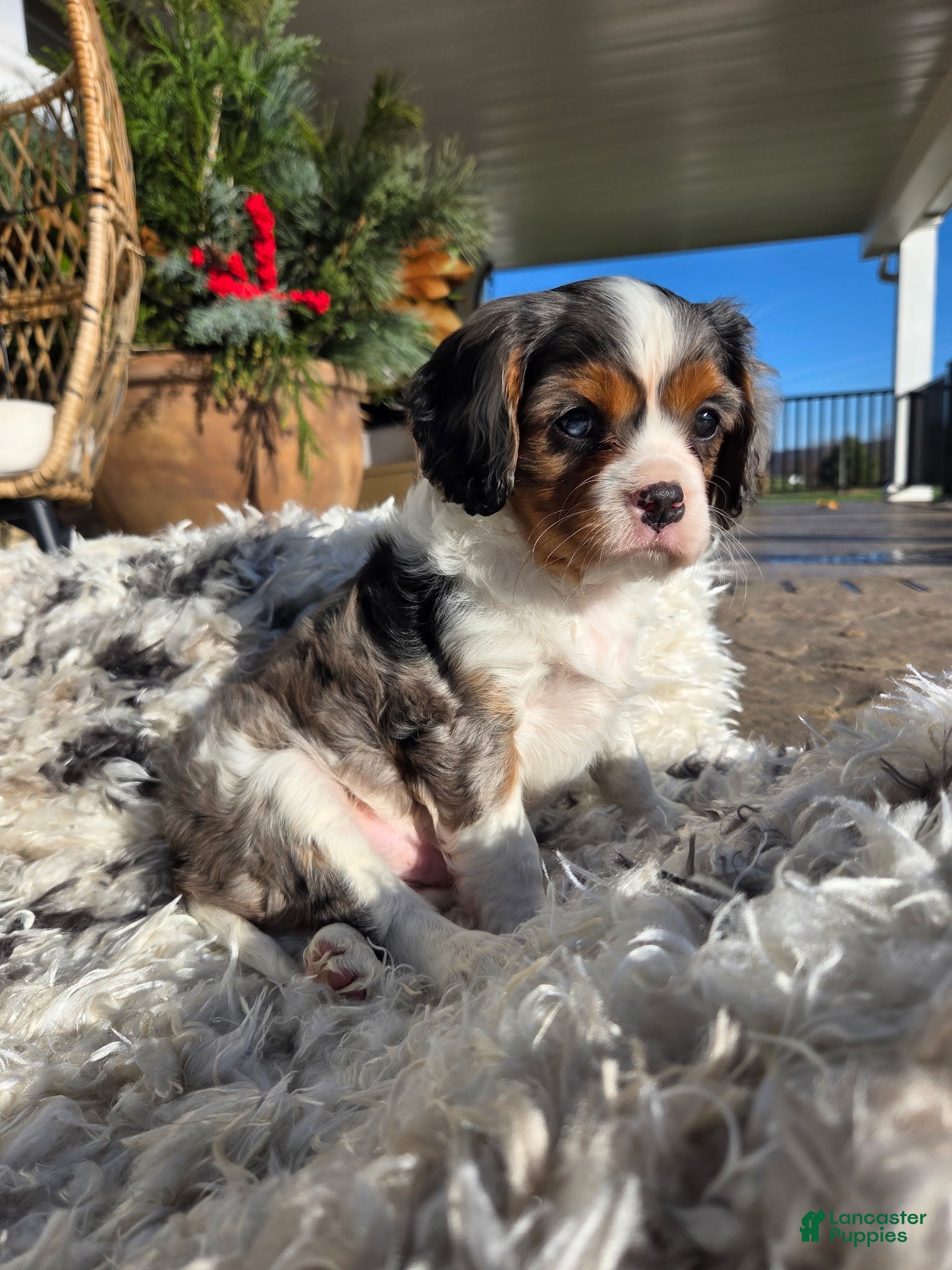 Cavalier King Charles Spaniel dogs Cavalier King Charles Spaniel Puppy 1 - Ad 42