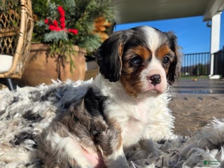 Cavalier King Charles Spaniel dogs Cavalier King Charles Spaniel Puppy 1 - Ad 37