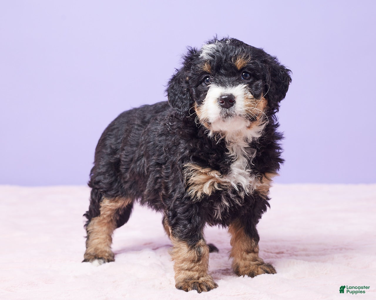 Mini Bernedoodle dogs Waffles - Ad 2