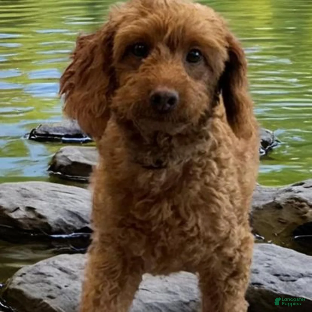 Mini Goldendoodle dogs for sale: Mini Goldendoodle red collar - Ad 2