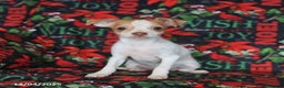 Chihuahua dogs for sale: Lucy - Ad 4