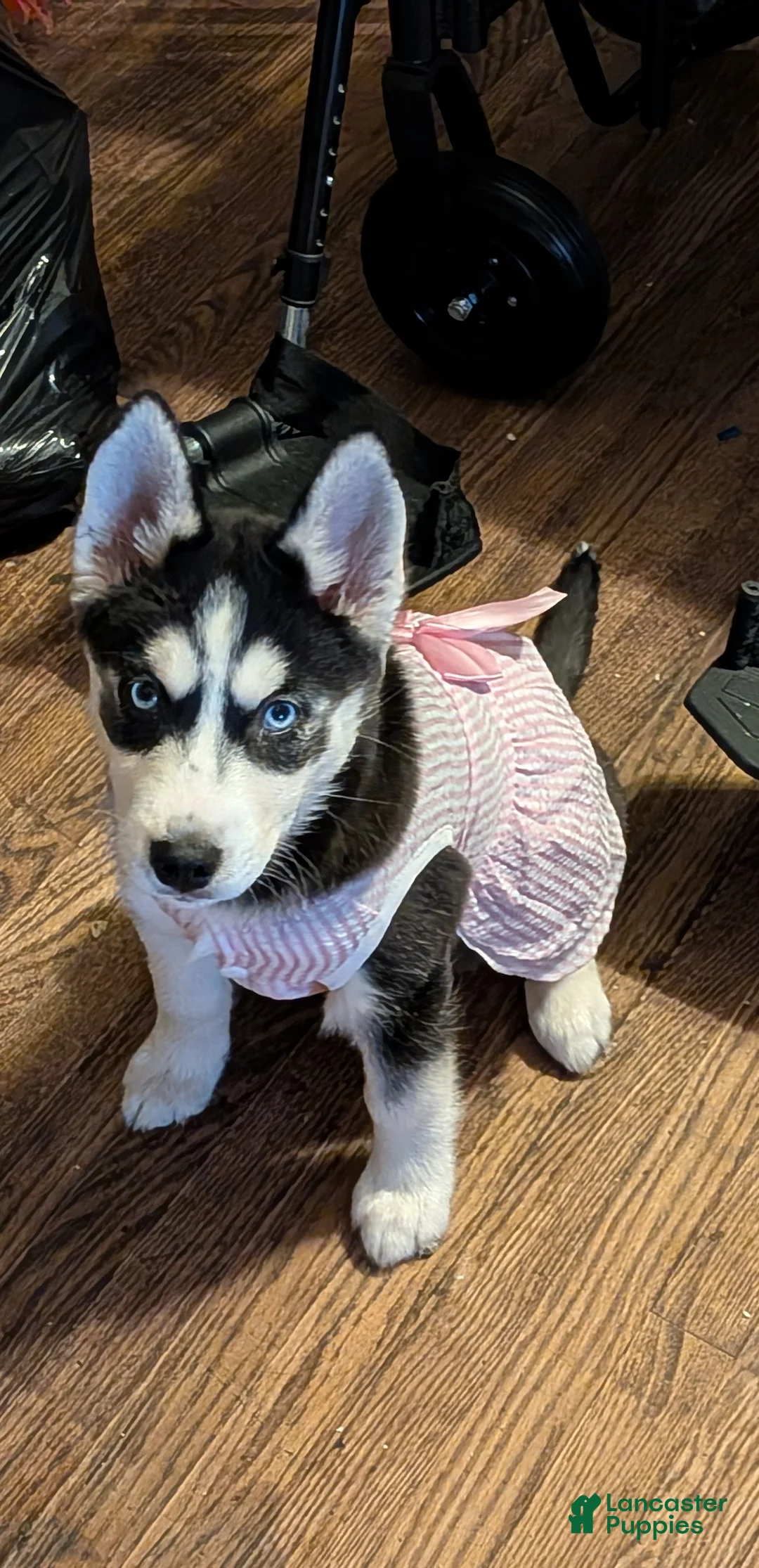 Siberian Husky dogs for sale: Siberian Husky Puppy 1 - Ad 2