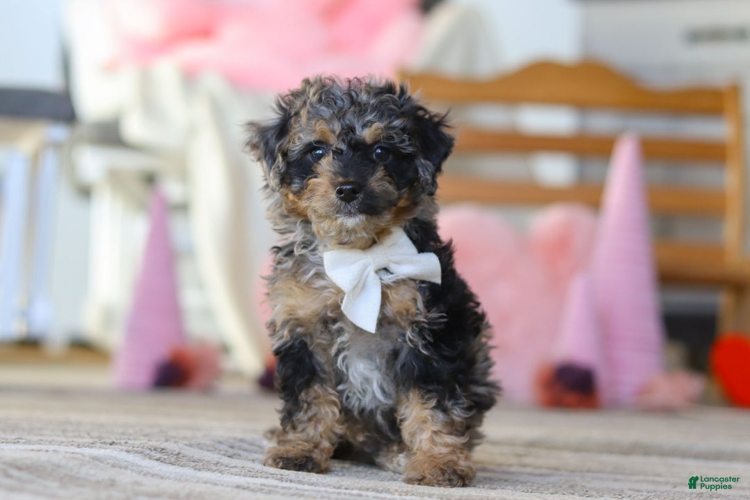 Miniature Poodle dogs for sale: Rome - Ad 2