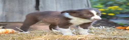 Border Collie dogs for sale: Tucker - Ad 2