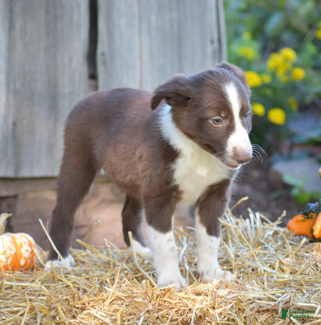 Border Collie dogs for sale: Tucker - Ad 2