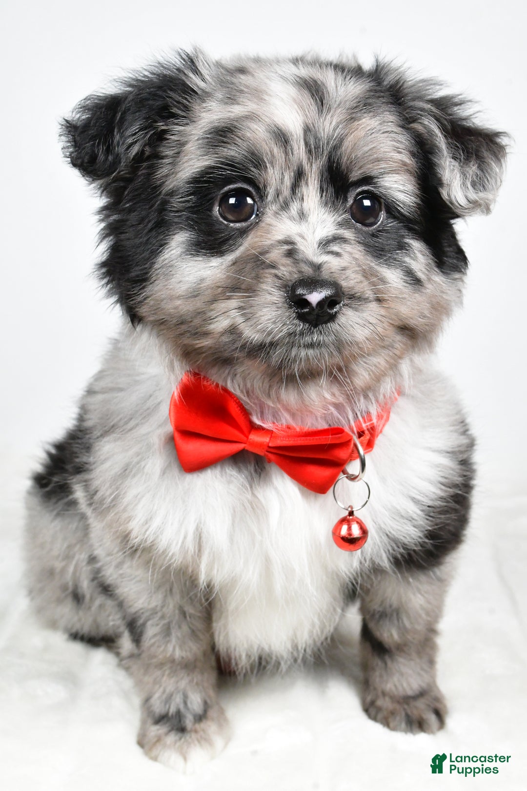 Mini Aussiedoodle dogs for sale: Blace - Ad 2