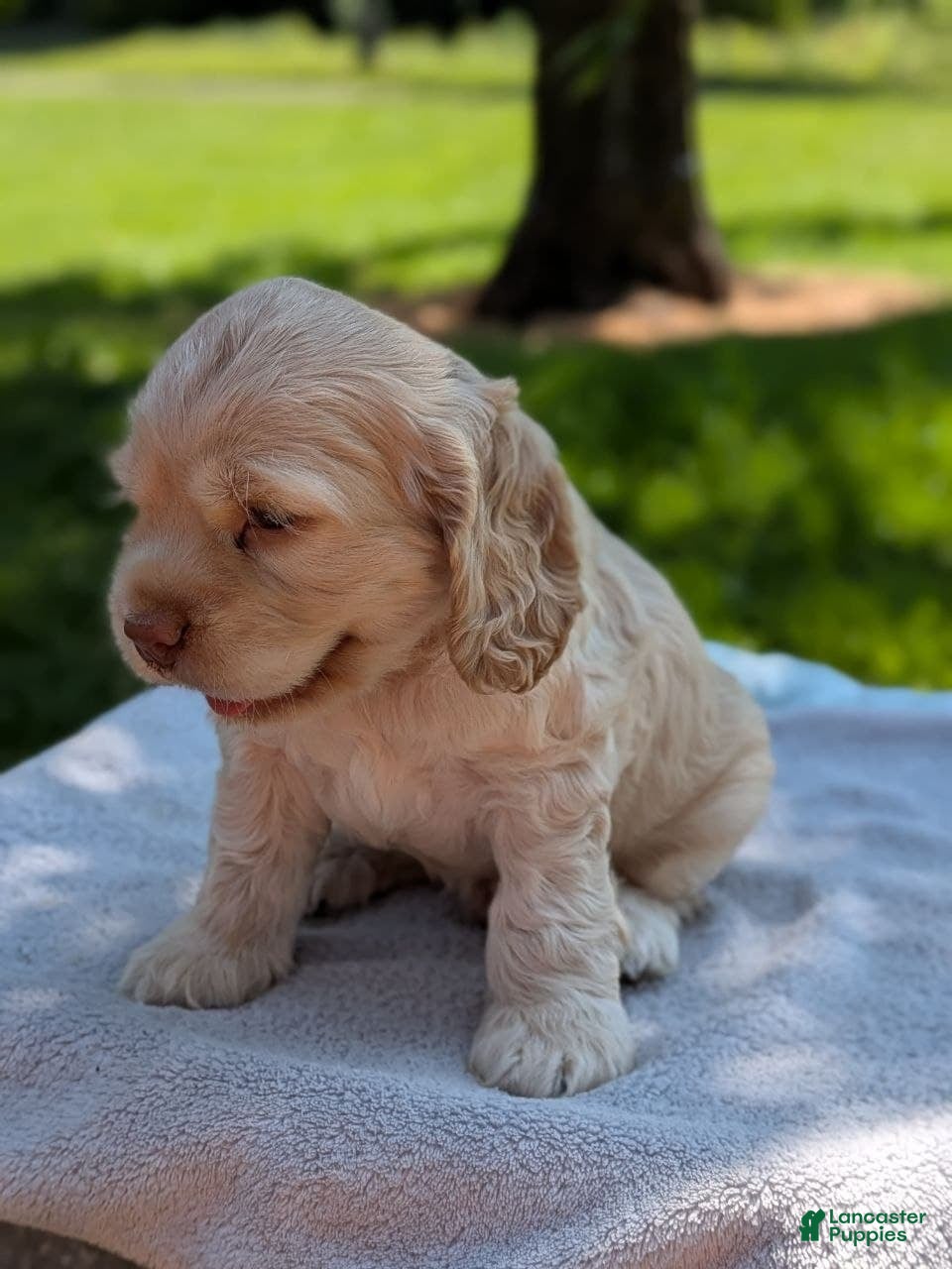 Cocker Spaniel dogs Buscuit - Ad 2