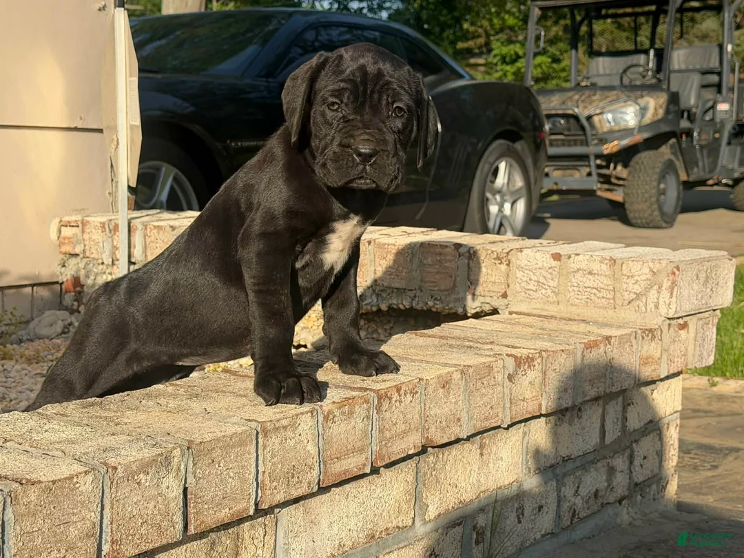 Neapolitan Mastiff dogs for sale: Neapolitan Mastiff Puppy 1 - Ad 2