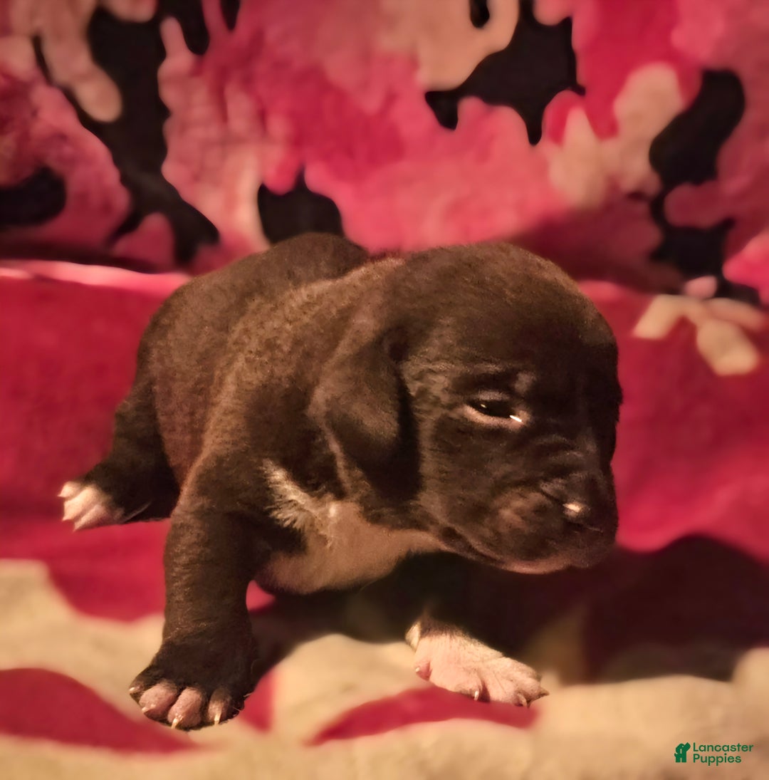 Border Collie dogs for sale: Cierra - Ad 2