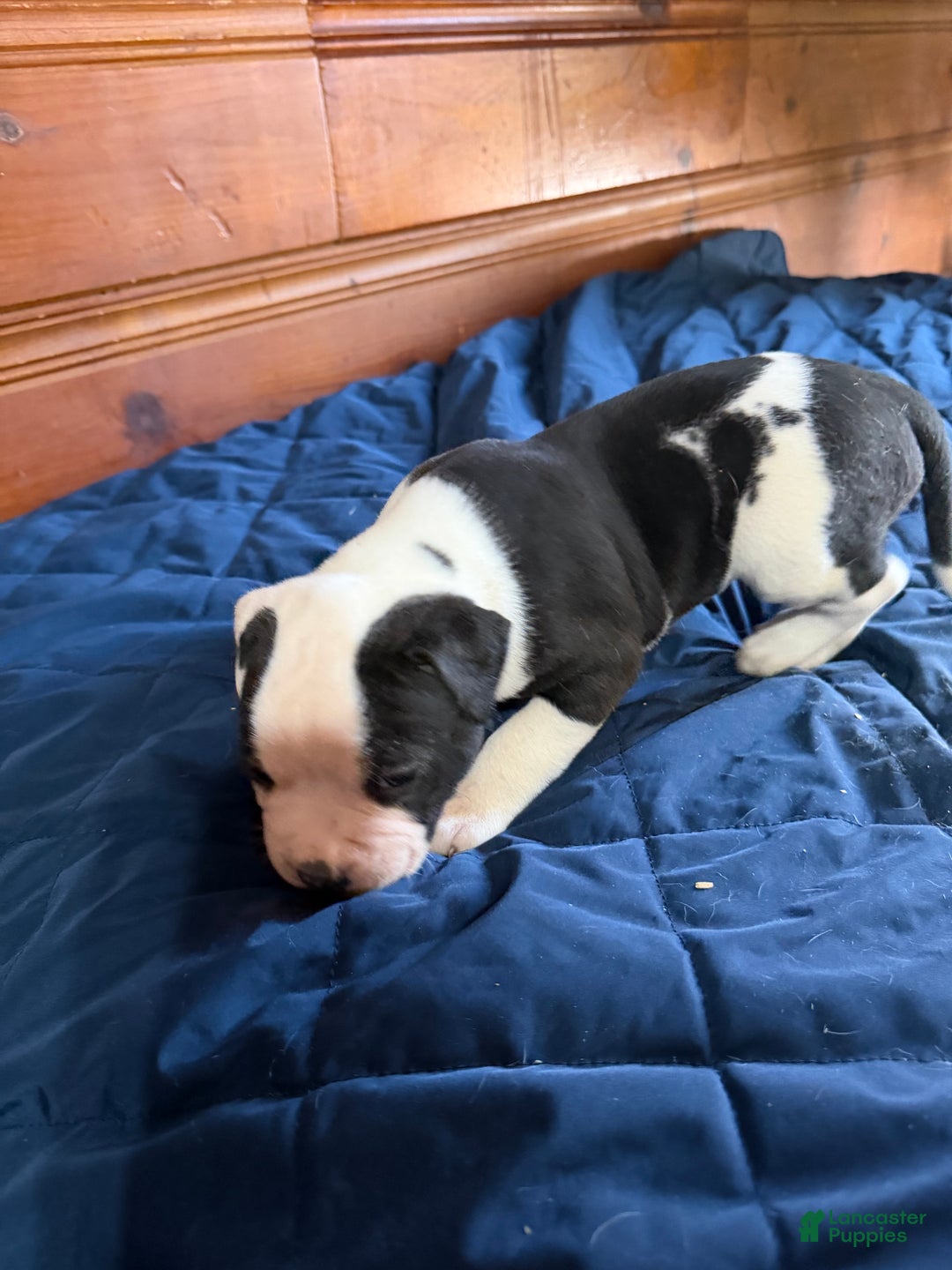 American Bulldog dogs for sale: Lucy - Ad 4