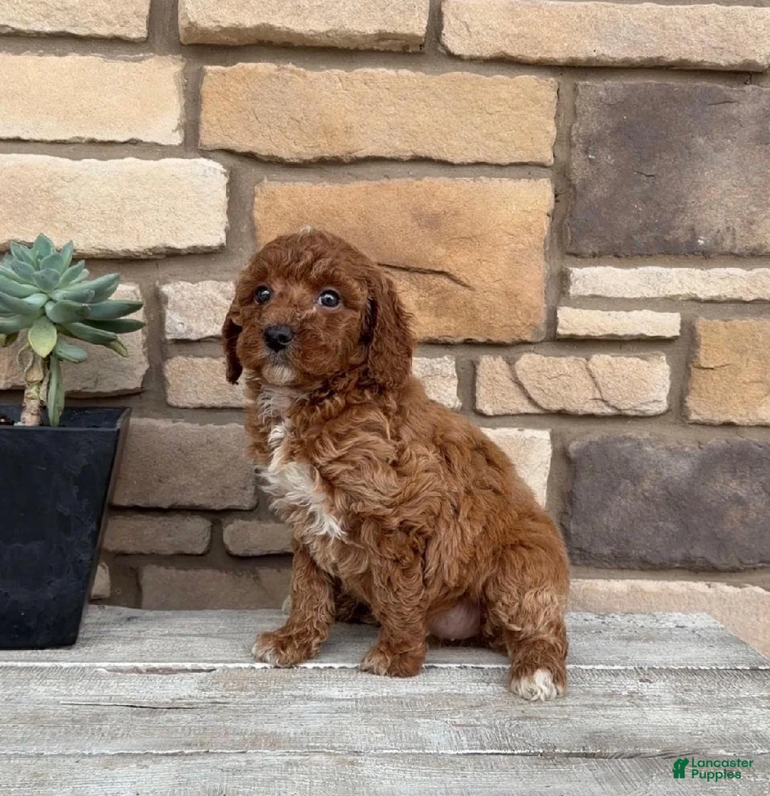 Mini Goldendoodle dogs for sale: Andrea - Ad 1