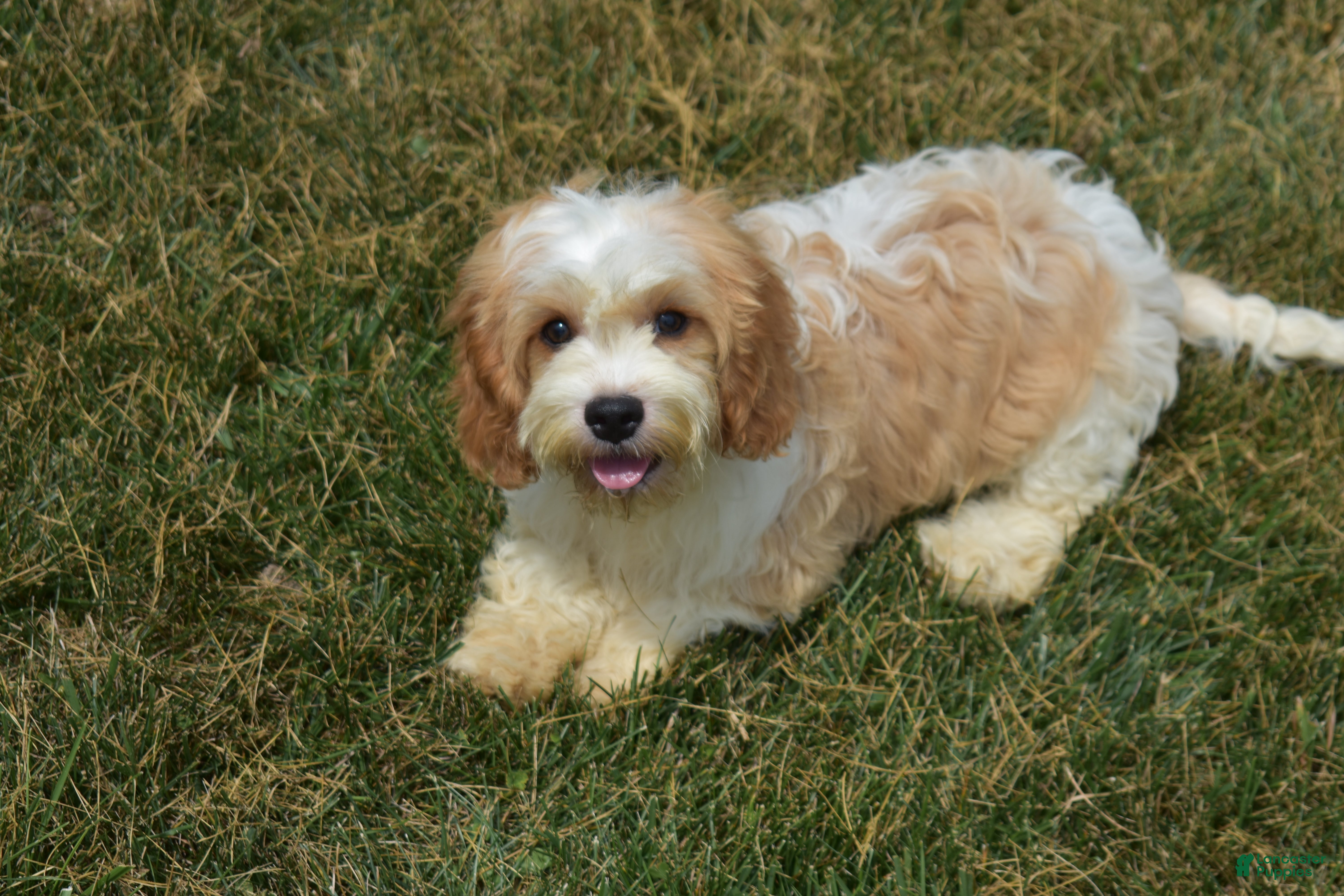 Cavapoo dogs Larry - Ad 1