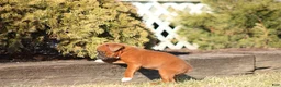 Boxer dogs for sale: Reeses - Ad 5