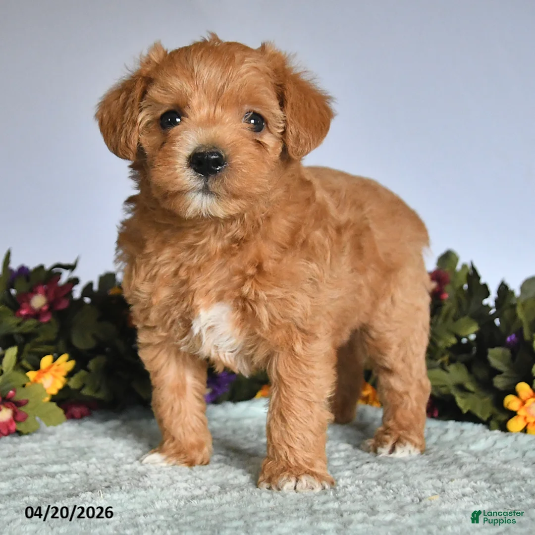 Mixed Breed dogs for sale: Nick  - Ad 3