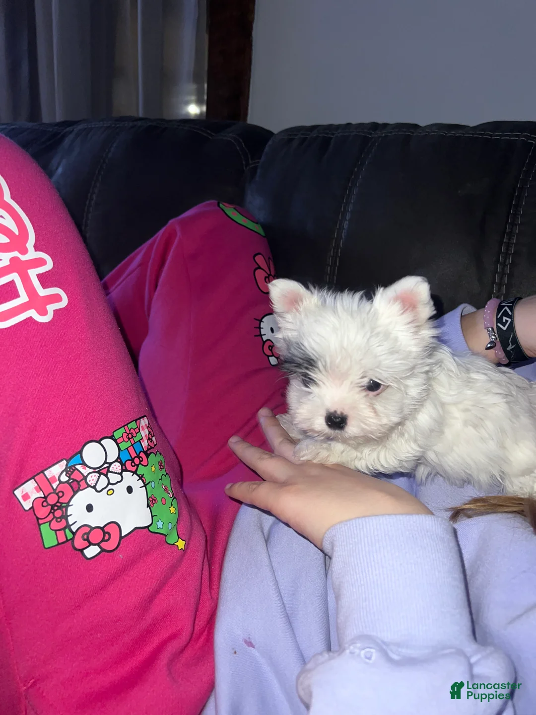 Yorkshire Terrier dogs for sale: Rudy KB Black Stud - Ad 4