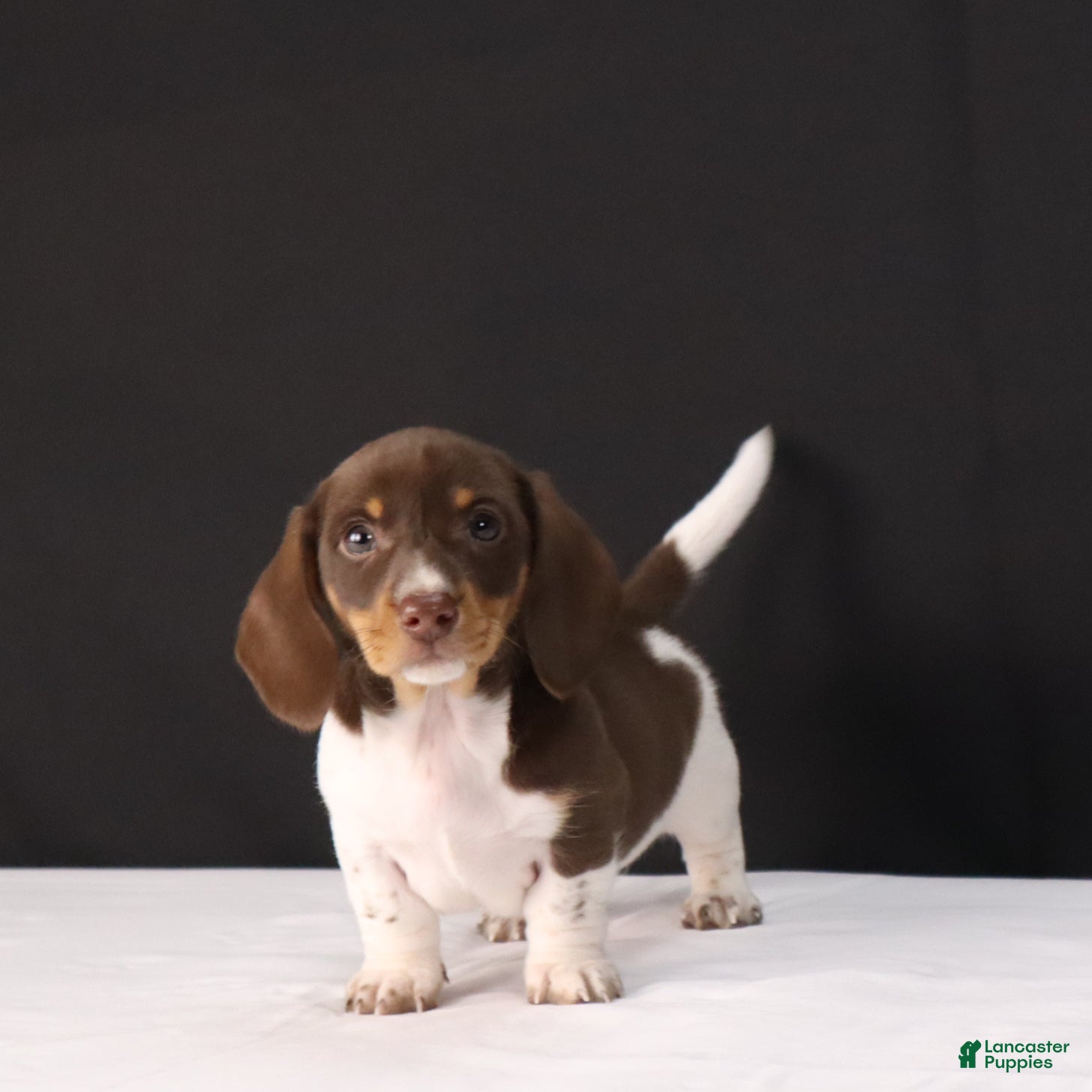 Dachshund dogs Pete - Ad 16