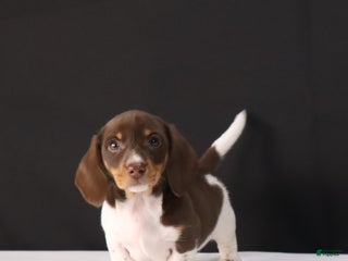 Dachshund dogs Pete - Ad 1