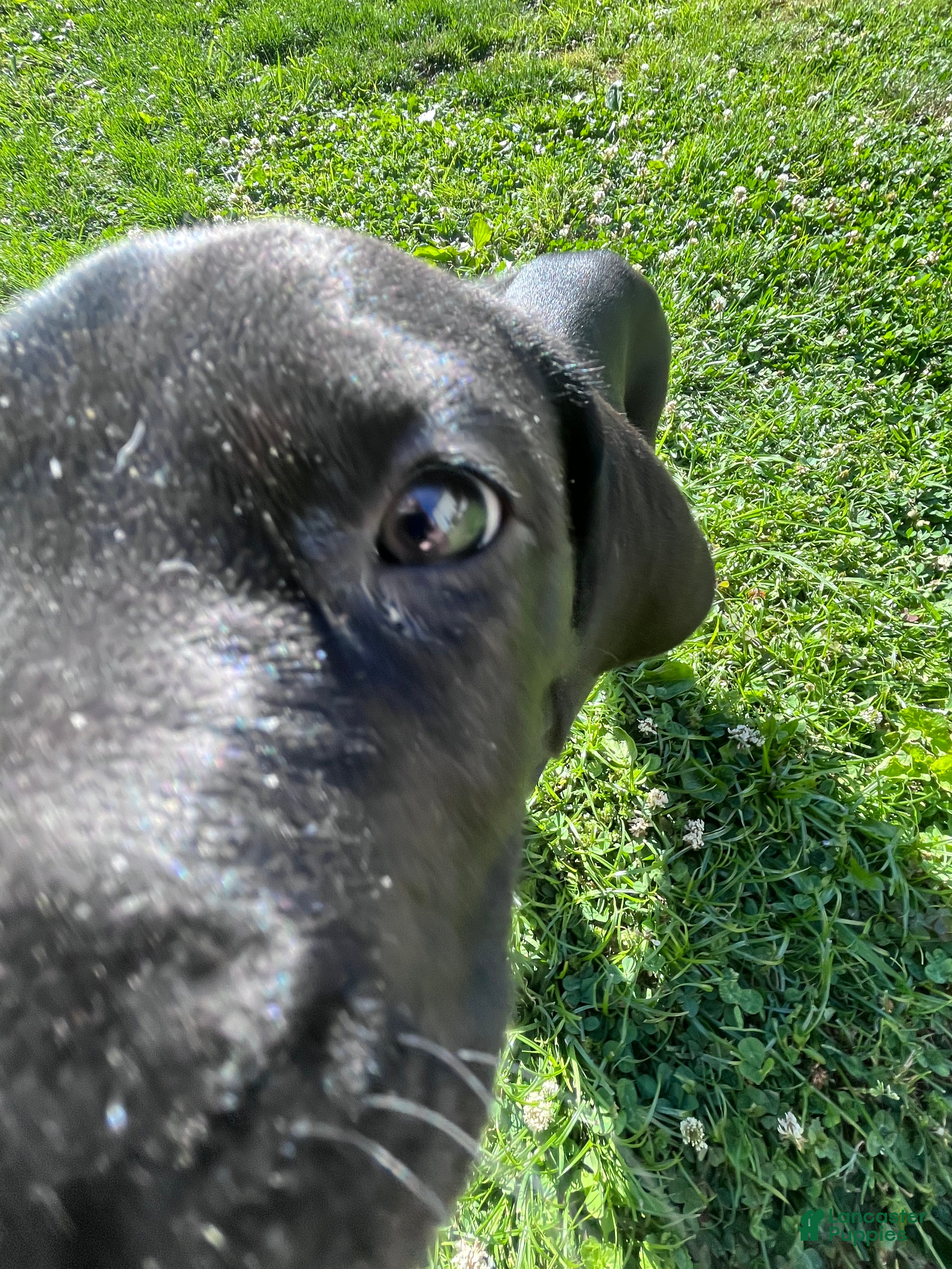Great Dane dogs Green - Ad 37