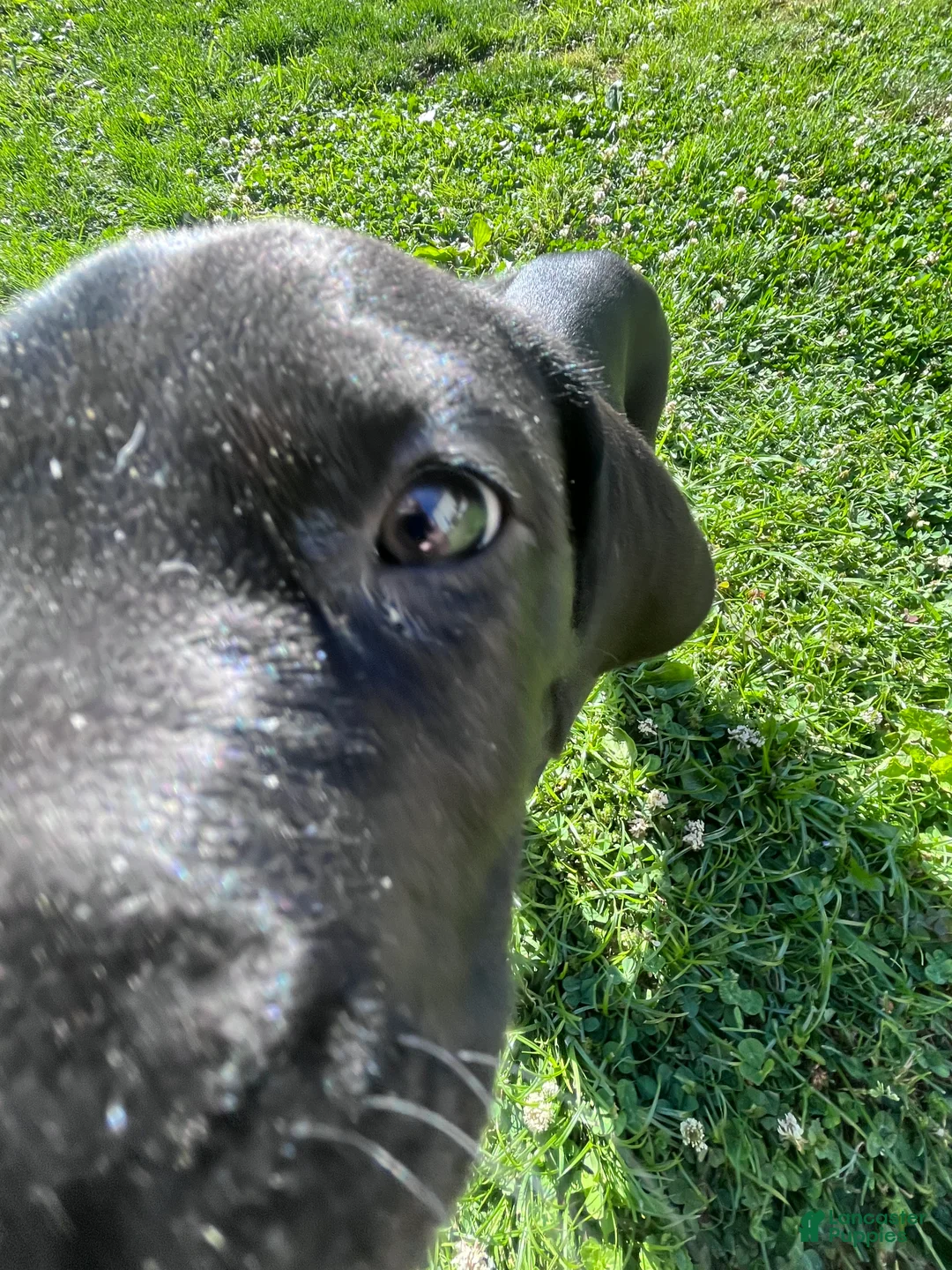Great Dane dogs for sale: Green - Ad 1