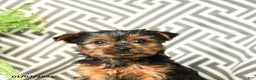 Yorkshire Terrier dogs for sale: Kenzie - Ad 3