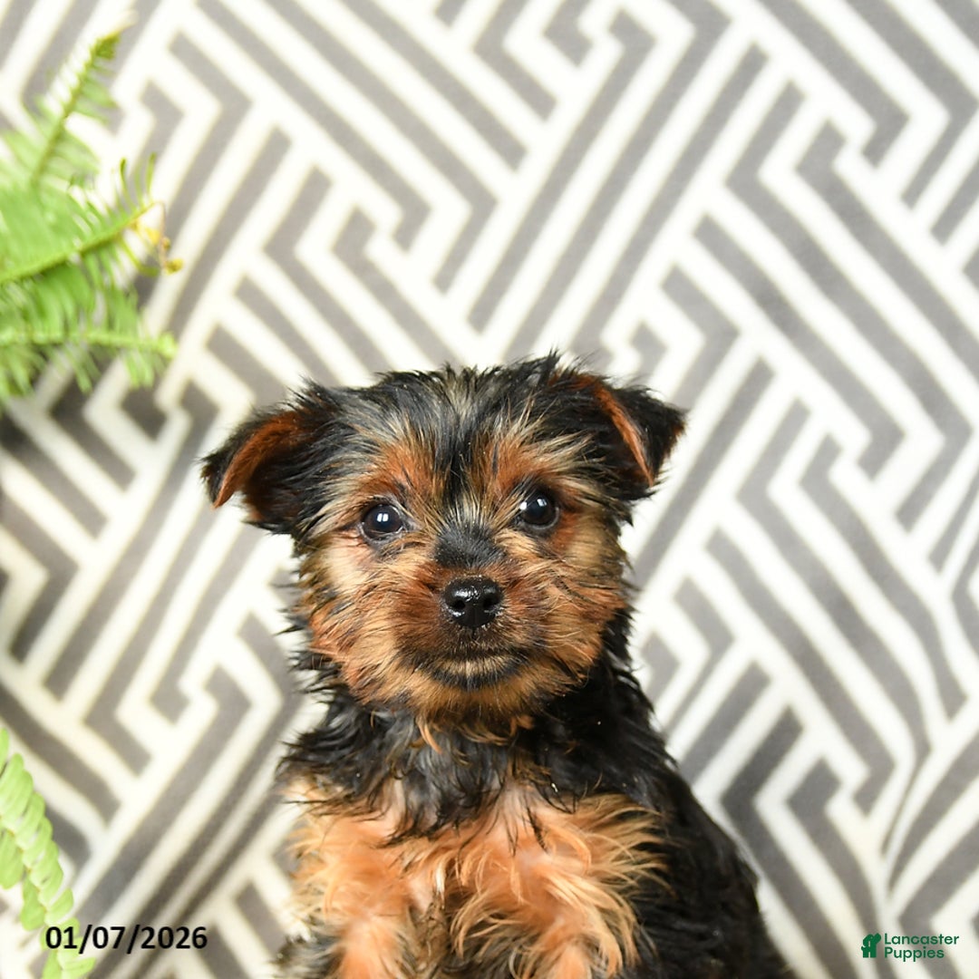 Yorkshire Terrier dogs for sale: Kenzie - Ad 3