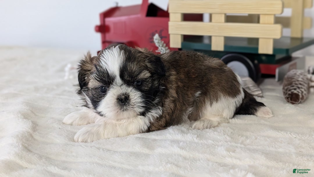 Shih Tzu dogs for sale: Turbo - Ad 5