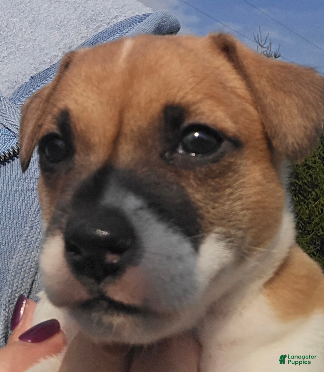 Jack Russell Terrier dogs for sale: Molly - Ad 3
